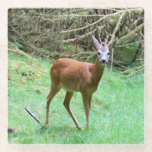Dessous-de-verre En Verre Cerf élégant mâle aux bois majestueux Forêt nature