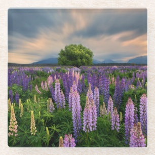 Dessous-de-verre En Verre Champ de lupin en Nouvelle Zélande