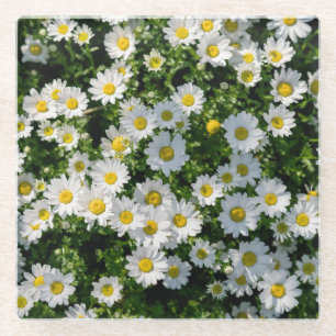 Dessous-de-verre En Verre Champ de marguerite du printemps : Arrière - plan