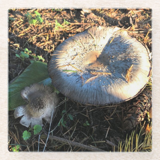 Dessous-de-verre En Verre Champignons, Oregon (Devant)