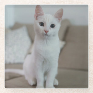 Dessous-de-verre En Verre chat blanc   Zazzle_Growshop.