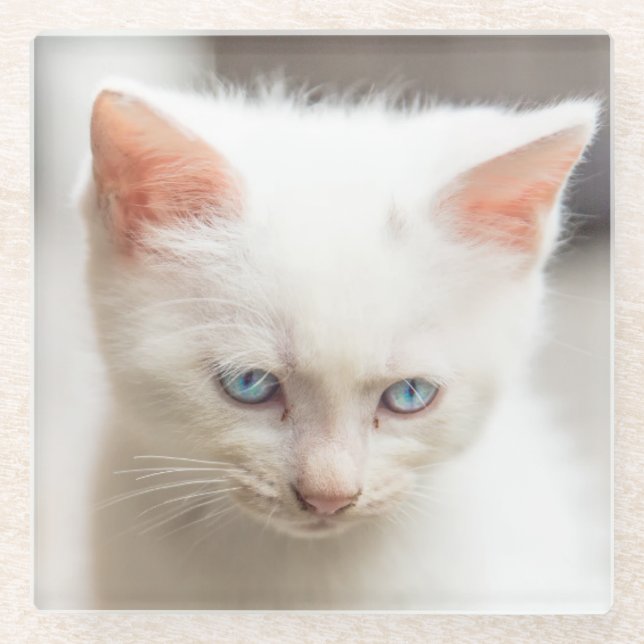 Dessous-de-verre En Verre Chaton blanc (Devant)