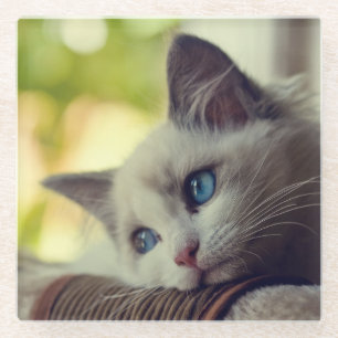 Dessous-de-verre En Verre Chaton de Ragdoll