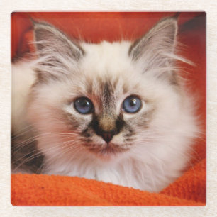 Dessous-de-verre En Verre Chaton sacré de Birman