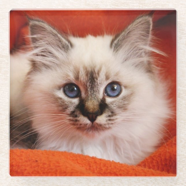 Dessous-de-verre En Verre Chaton sacré de Birman (Devant)