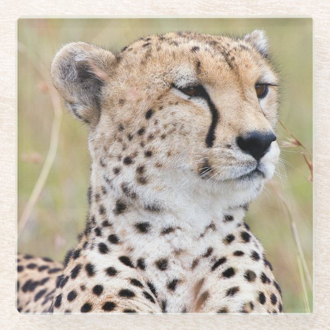 Dessous-de-verre En Verre Cheetah (Devant)