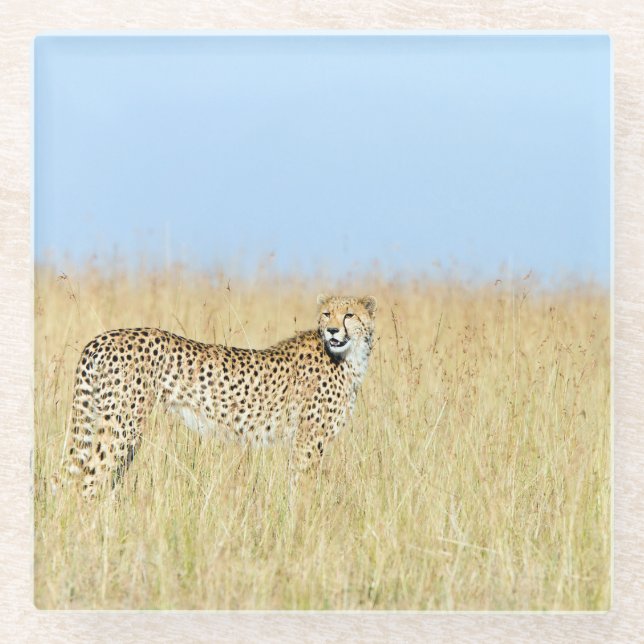 Dessous-de-verre En Verre Cheetah (Devant)