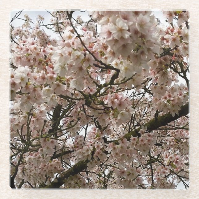 Dessous-de-verre En Verre Cherry Tree in Bloom, Oregon (Devant)