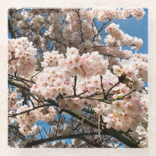 Dessous-de-verre En Verre Cherry Tree in Bloom, Oregon