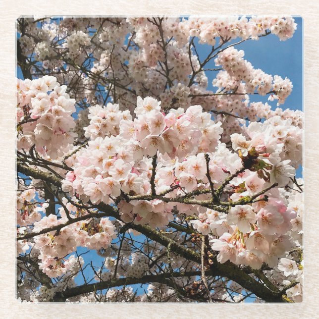 Dessous-de-verre En Verre Cherry Tree in Bloom, Oregon (Devant)