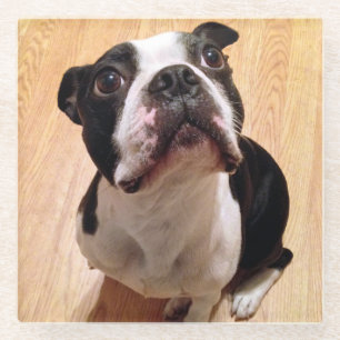 Dessous-de-verre En Verre Chien de Boston Terrier
