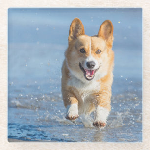 Dessous-de-verre En Verre Chien de corgi de Gallois de Pembroke fonctionnant