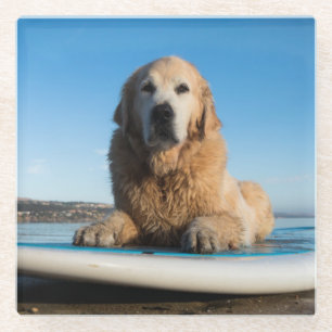 Dessous-de-verre En Verre Chien de golden retriever s'étendant sur un