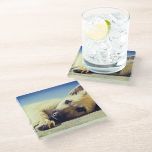 Dessous-de-verre En Verre Chiot
