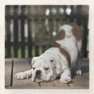 Dessous-de-verre En Verre Chiot anglais de bouledogue