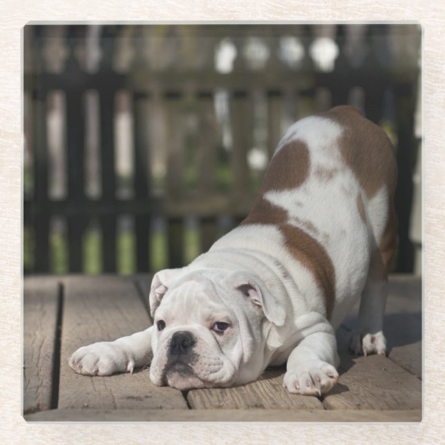 Dessous-de-verre En Verre Chiot anglais de bouledogue (Devant)