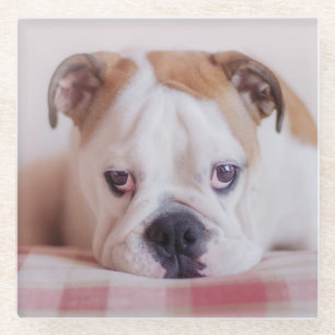 Dessous-de-verre En Verre Chiot anglais timide de bouledogue