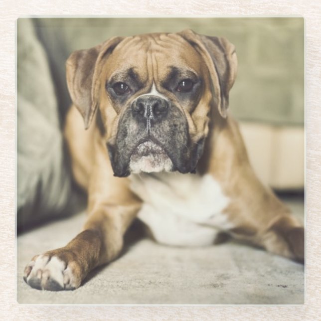 Dessous-de-verre En Verre Chiot de boxeur de faon (Devant)