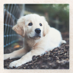 Dessous-de-verre En Verre Chiot de Labrador jouant dans le jardin