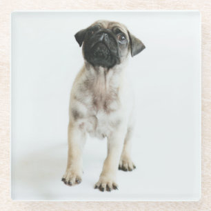 Dessous-de-verre En Verre Chiot mignon de carlin