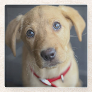 Dessous-de-verre En Verre Chiot rouge de Fox Labrador
