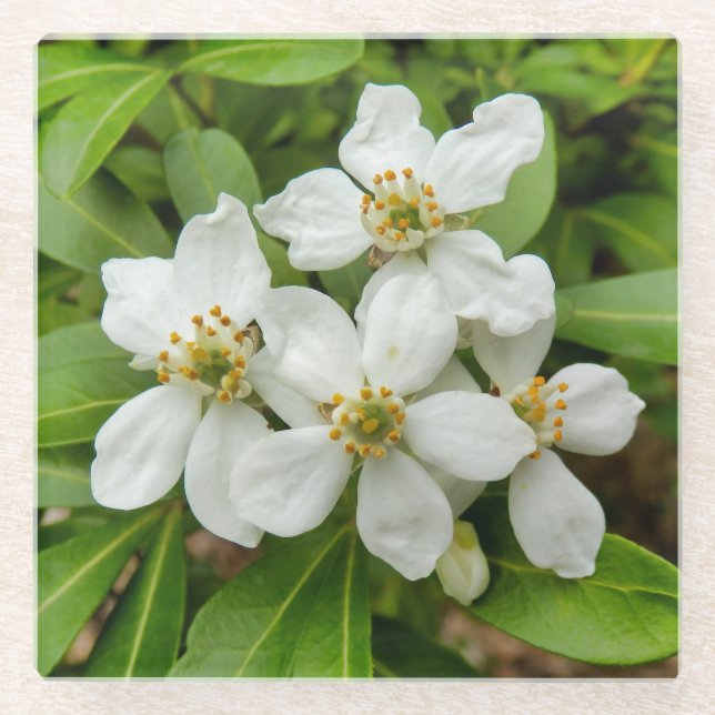 Dessous-de-verre En Verre Choisya Ternata (Devant)