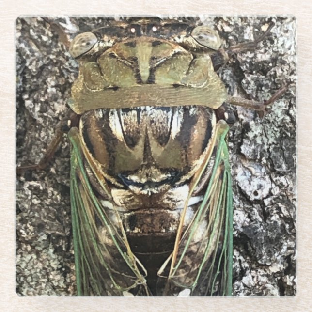Dessous-de-verre En Verre Cicada (Devant)