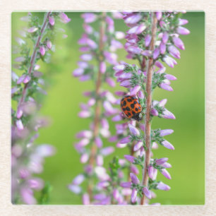 Dessous-de-verre En Verre Coccinelle sur des fleurs violettes