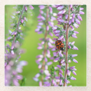 Dessous-de-verre En Verre Coccinelle sur fleur violette -