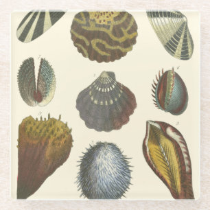 Dessous-de-verre En Verre Collection de conchyliologie