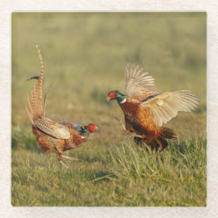 Dessous-de-verre En Verre Combat masculin de deux faisans d'anneau-cou