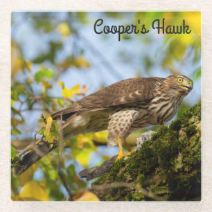 Dessous-de-verre En Verre Cooper's Hawk