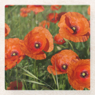 Dessous-de-verre En Verre Coquelicots communs