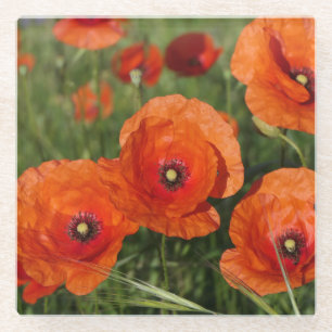 Dessous-de-verre En Verre Coquelicots communs