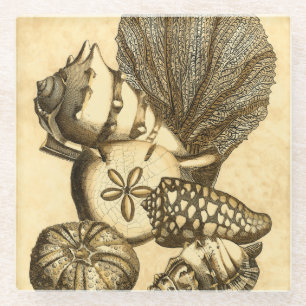 Dessous-de-verre En Verre Coquilles neutres et collection de corail