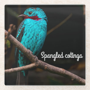 Dessous-de-verre En Verre Cotinga épangée