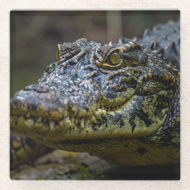 Dessous-de-verre En Verre crocodile (Devant)