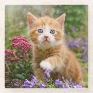 Dessous-de-verre En Verre Cute chaton au gingembre dans le jardin Photo amus