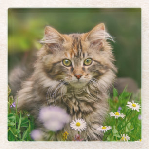 Dessous-de-verre En Verre Cute Fluffy Maine Coon Kitten Cat en fleurs Photo