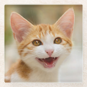 Dessous-de-verre En Verre Cute Souriant Kitten Visage drôle Chat Meow Photo