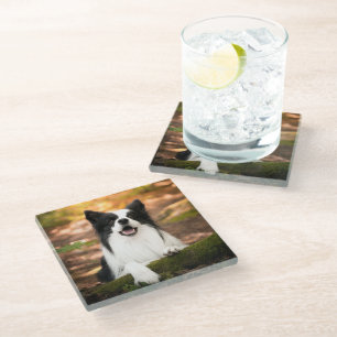 Dessous-de-verre En Verre Cutest Baby Animals   Black and White Border Colli