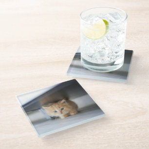 Dessous-de-verre En Verre Cutest Baby Animals Fluffy Orange Kitten