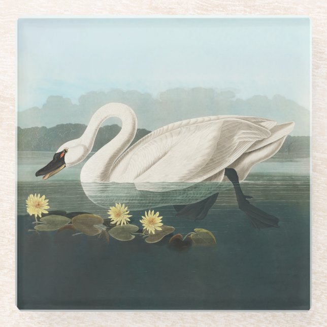 Dessous-de-verre En Verre cygne audubon cygnes d'eau blanche (Devant)
