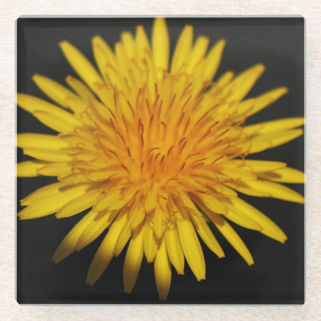 Dessous-de-verre En Verre Dandelion Flower coastercnm (Devant)