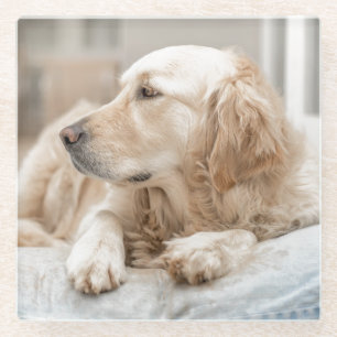 Dessous-de-verre En Verre Dessous de verre avec portrait du Golden Retriever