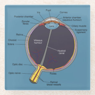 Dessous-de-verre En Verre Dessous de verre d'anatomie oculaire