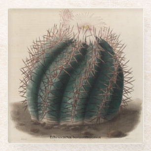 Dessous-de-verre En Verre Dessous de verre de cactus de horizonthalonius