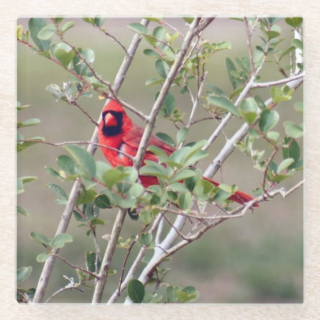 Dessous-de-verre En Verre Dessous de verre de verre photo cardinal masculin (Devant)