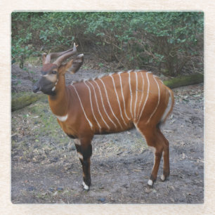 Dessous-de-verre En Verre Dessous de verre en verre Bongo (Antelope)