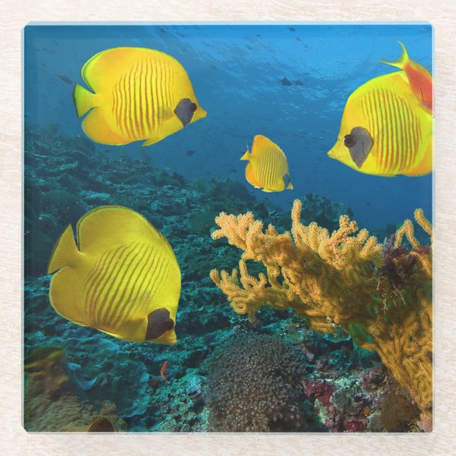 Dessous-de-verre En Verre Dessous de verre en verre - poisson tropical (Devant)